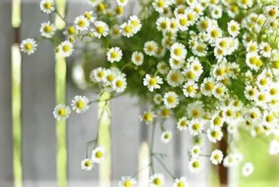 flores jigsaw puzzle