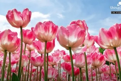 flores jigsaw puzzle