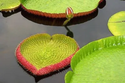 natural jigsaw puzzle