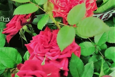 flores
