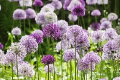 Allium