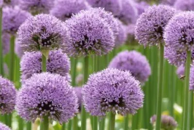 Allium