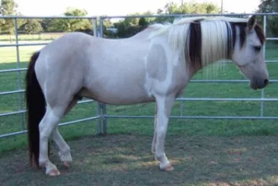 American spotted paso