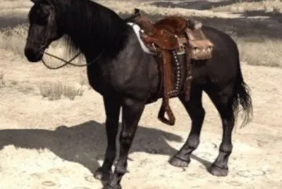 American standardbred