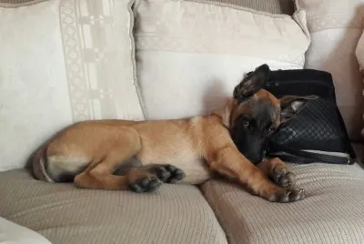 mis mascotas