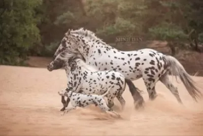 Horses