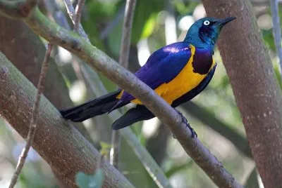 Storno dal petto dorato