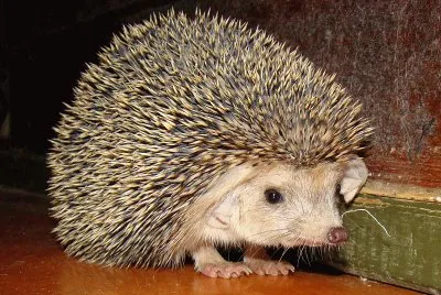 Riccio dalle orecchie lunghe