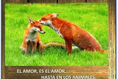 EL AMOR, ES EL AMORâ€¦