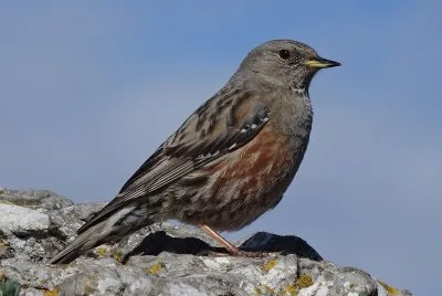 Prunella collaris