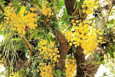 OrquÃ­dea Selvagem jigsaw puzzle