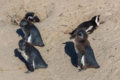 פאזל של Pinguino dai piedi neri