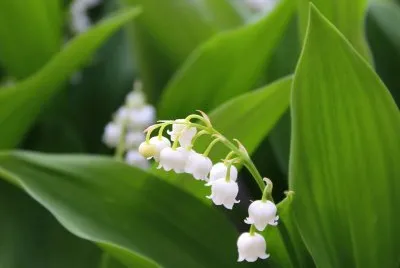 פאזל של Nature