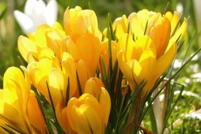 פאזל של Nature