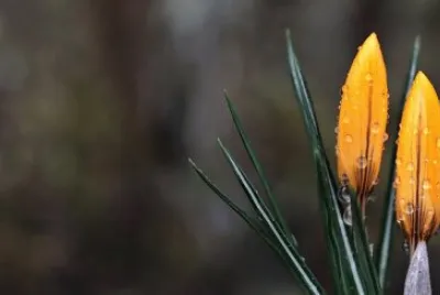 פאזל של Nature