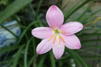 פאזל של Nature