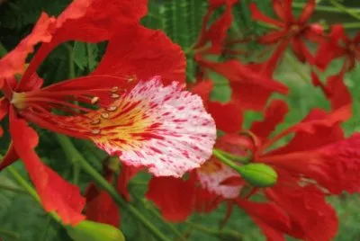 Flamboyant