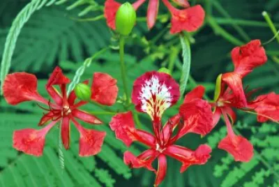 Flamboyant
