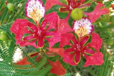 Flamboyant