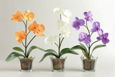 flores