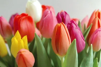 tulipas