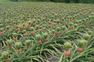 piÃ±as