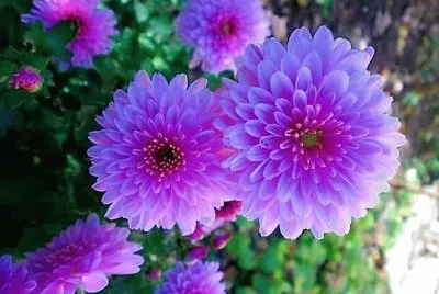 flores