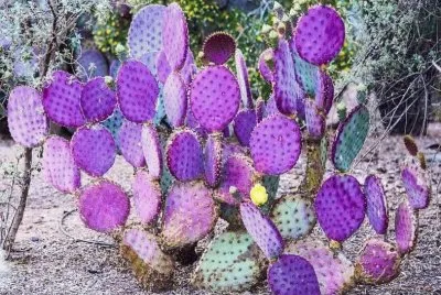 nopal  m orado jigsaw puzzle
