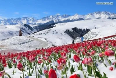 paisaje blanco jigsaw puzzle