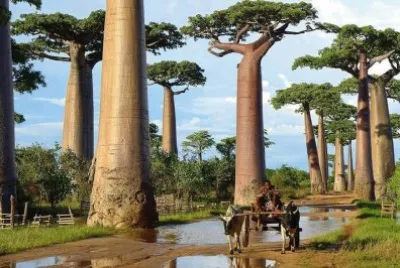 baobabs jigsaw puzzle