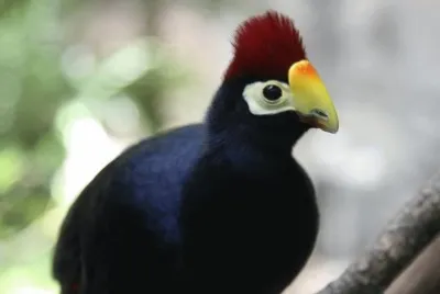 פאזל של Turaco violetto