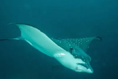 פאזל של Aquila di mare