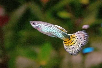 Guppy jigsaw puzzle