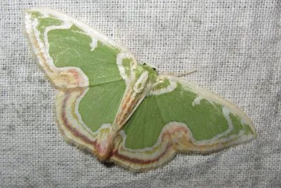 Geometrinae