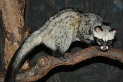 Genetta delle palme jigsaw puzzle