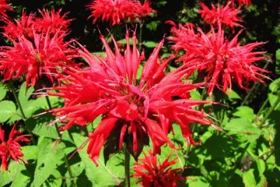 Monarde jigsaw puzzle
