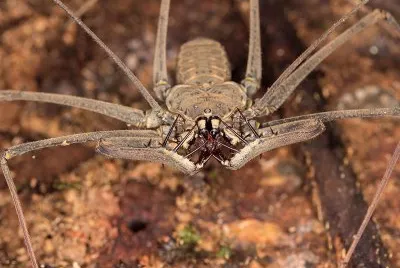 Amblypygi