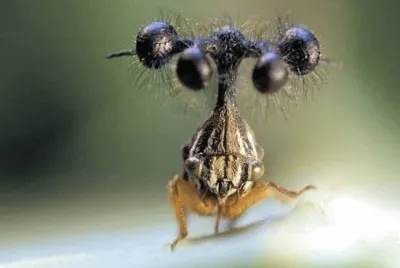 Bocydium globulare