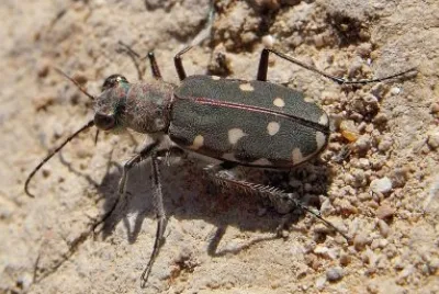 פאזל של Calomera littoralis