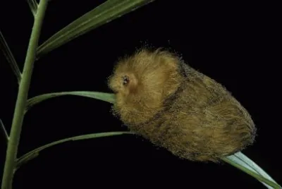Catarpiller gigante