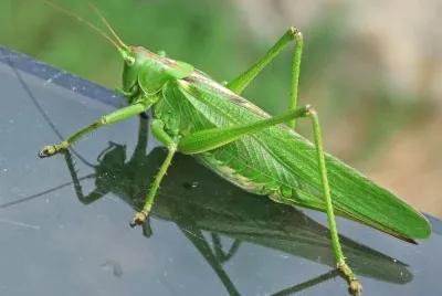 Cavalletta verde