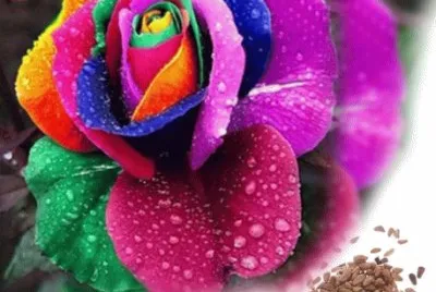 FLOR