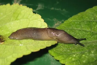 Lumaca