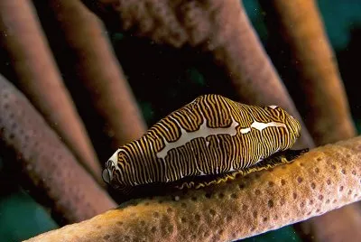 Cyphoma jigsaw puzzle