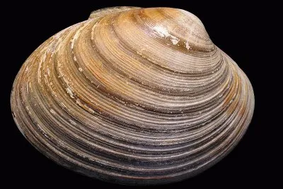 Callista brevisiphonata