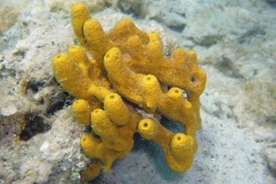 Porifera jigsaw puzzle
