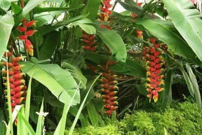 natural jigsaw puzzle