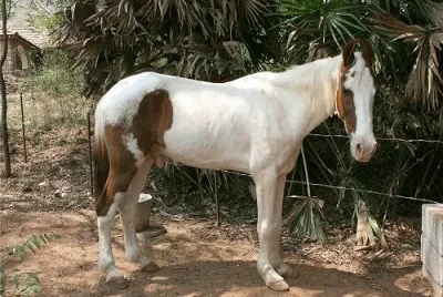 Kathiawari