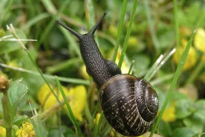 Chiocciola
