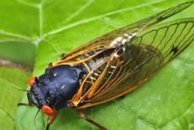 פאזל של Cicala